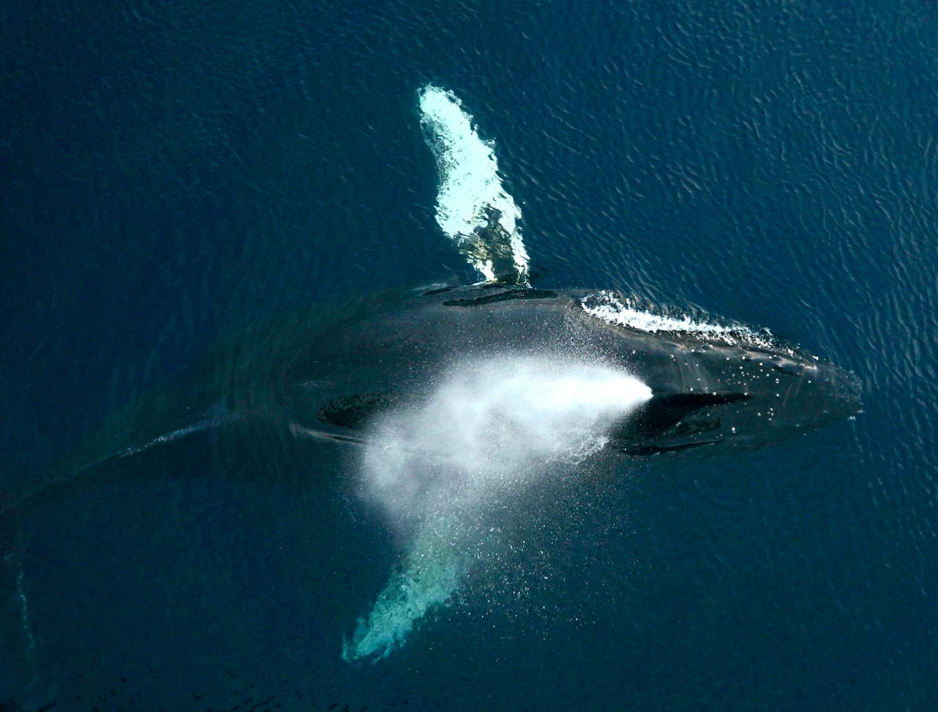 humpback whale antarctica