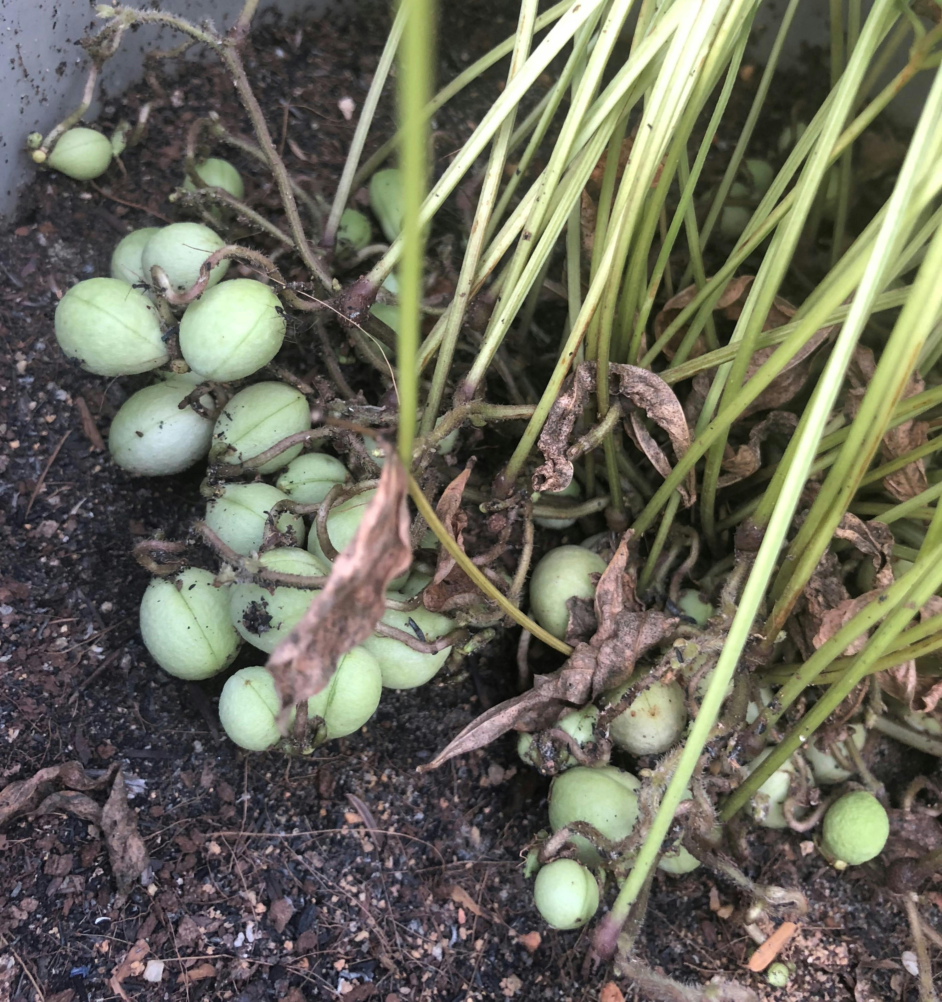 Bambara groundnut plant