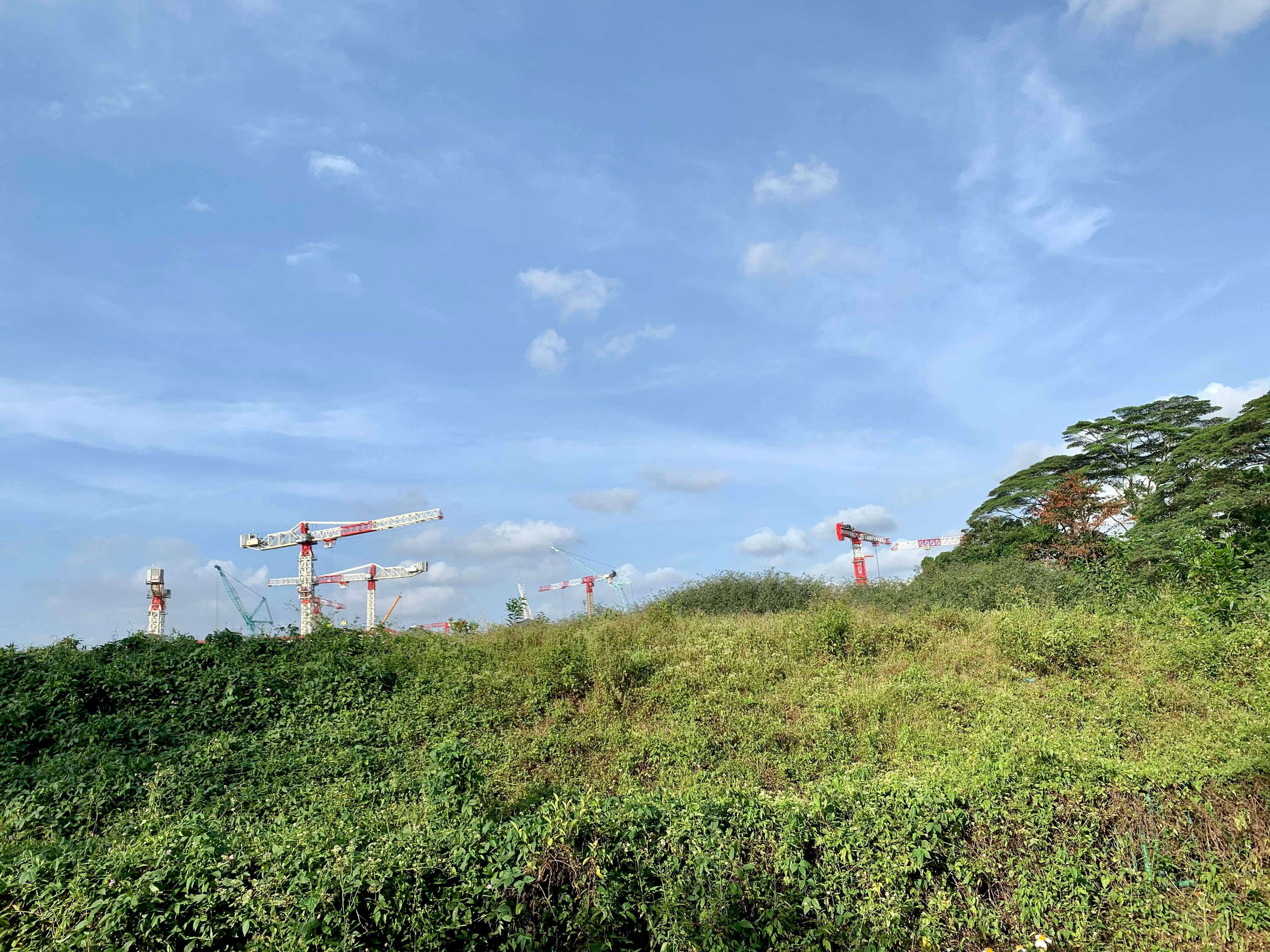 Tengah, the site of the most secondary forest loss in Singapore's recent history.