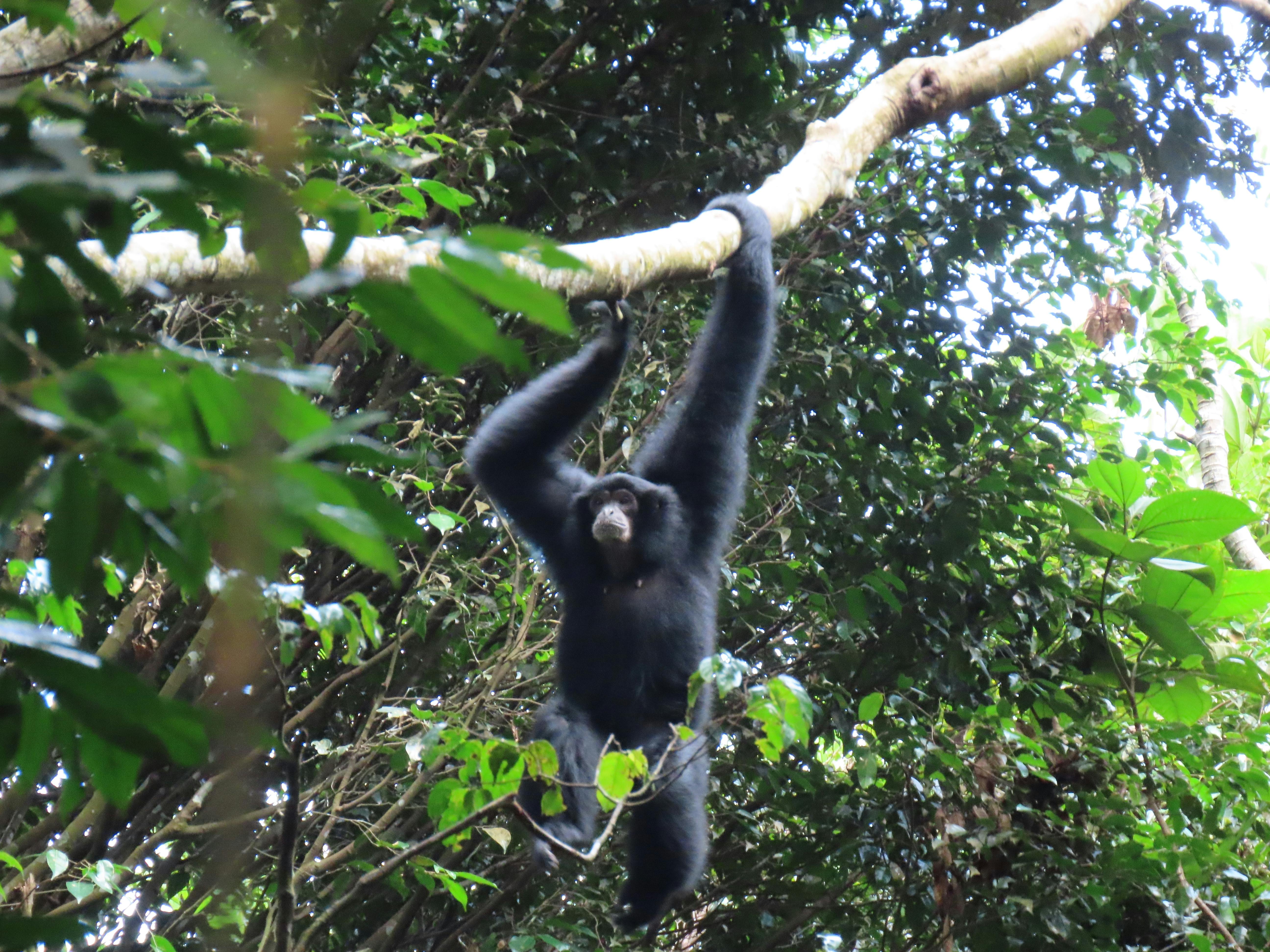 Siamang West Sumatra
