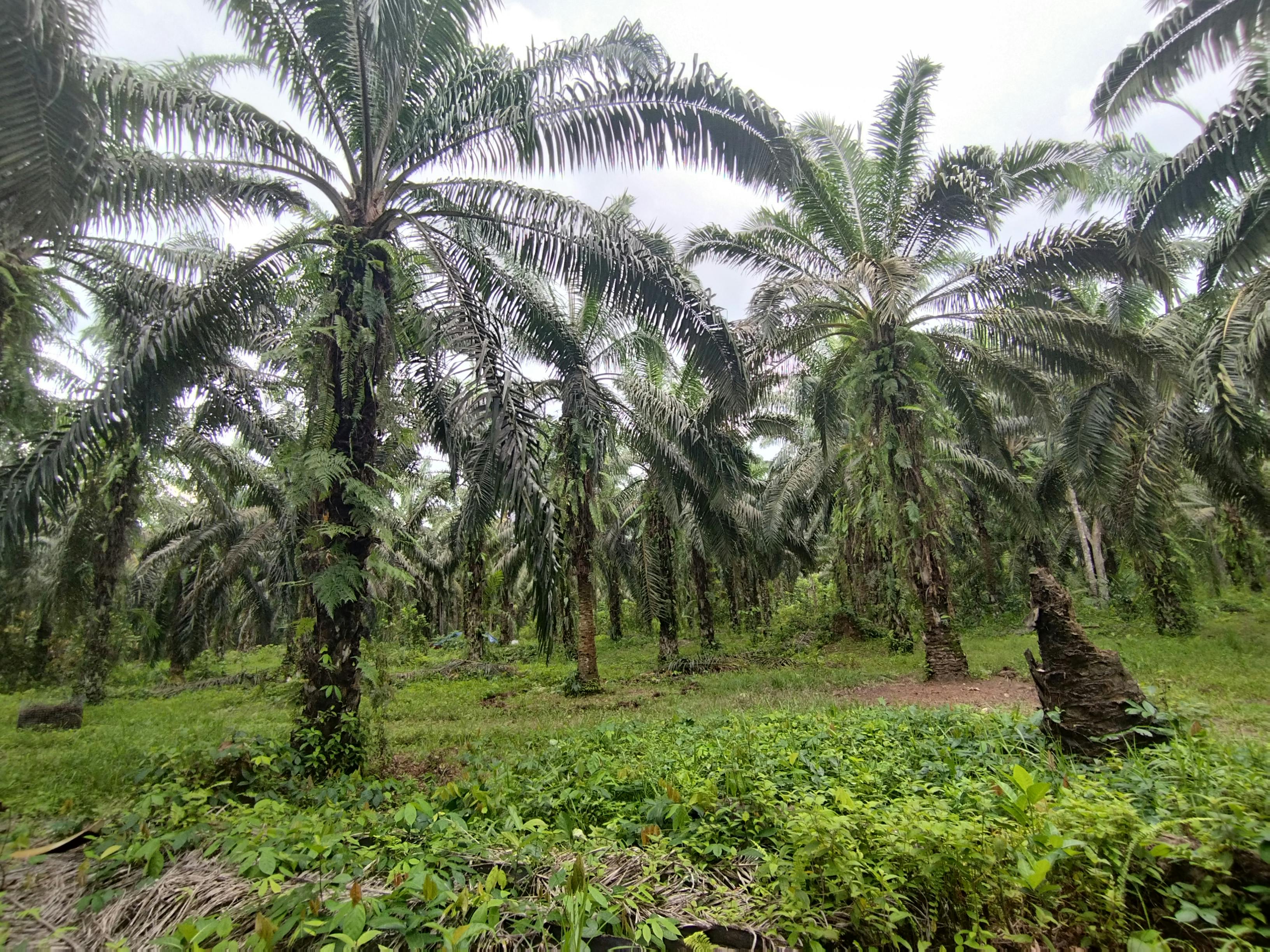 Oil palm estate in Sabah