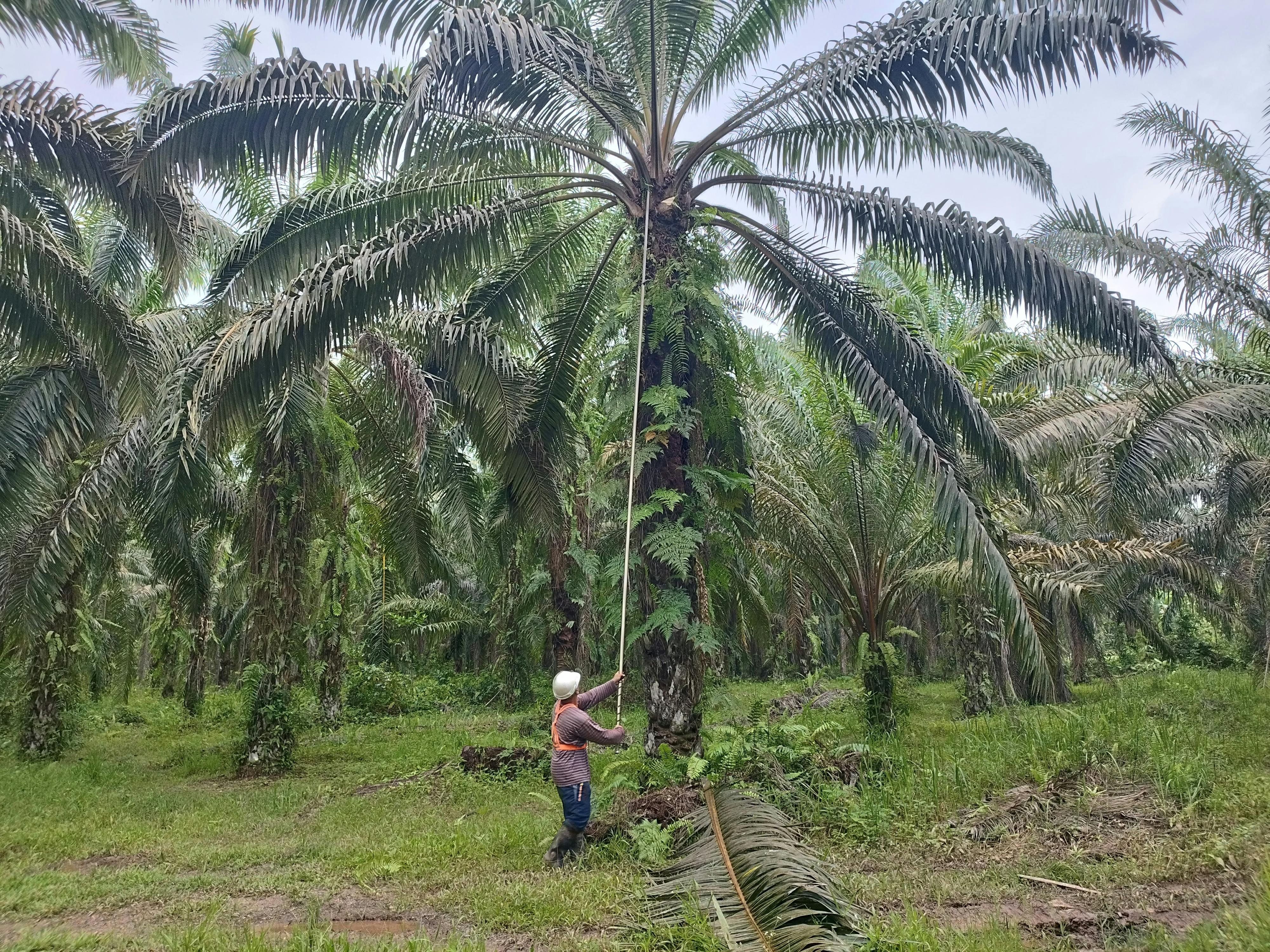 Sabah oil palm estate 01
