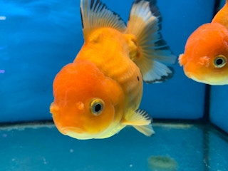 Ornamental fish