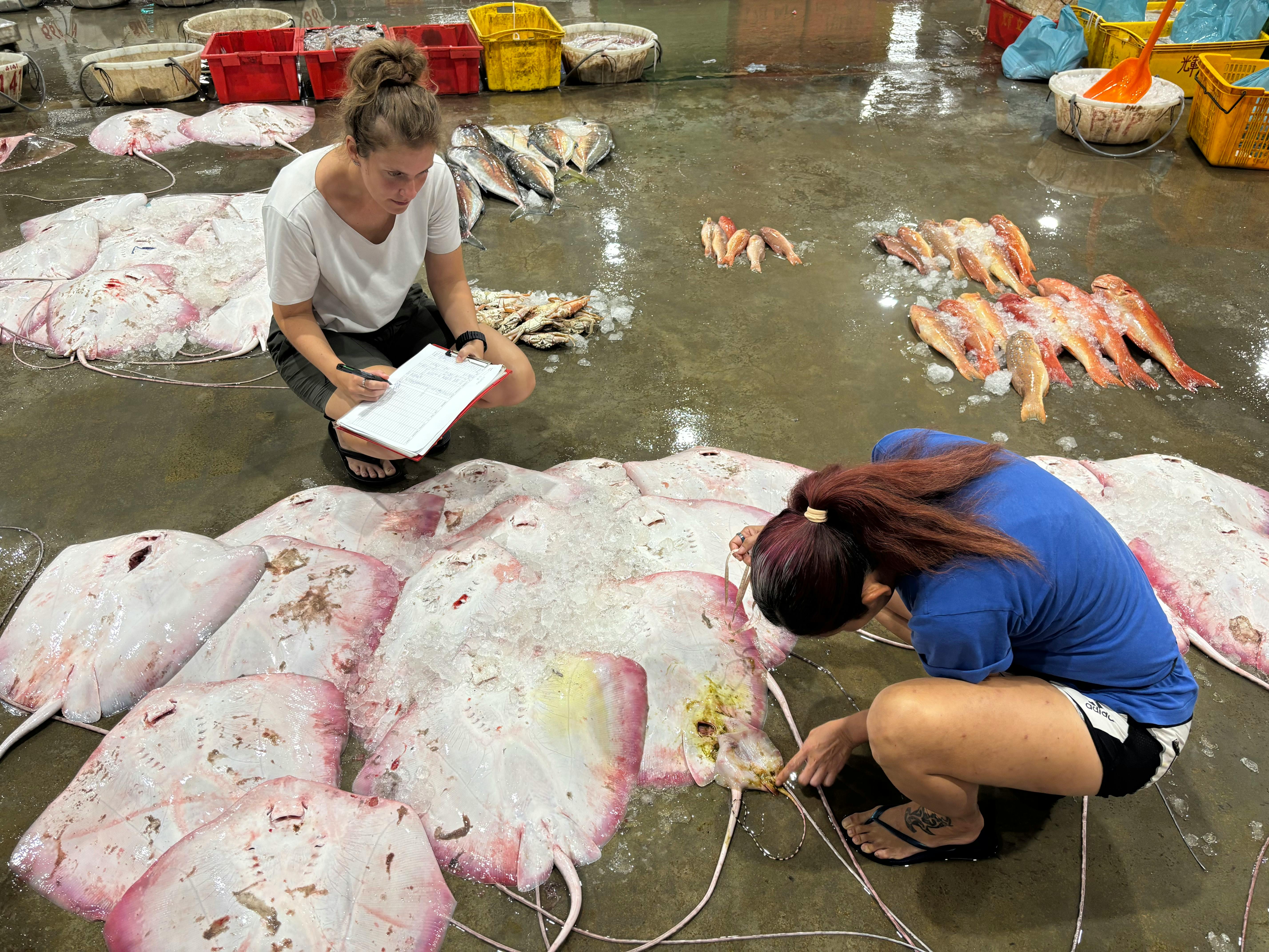 Removing baby ray from mother