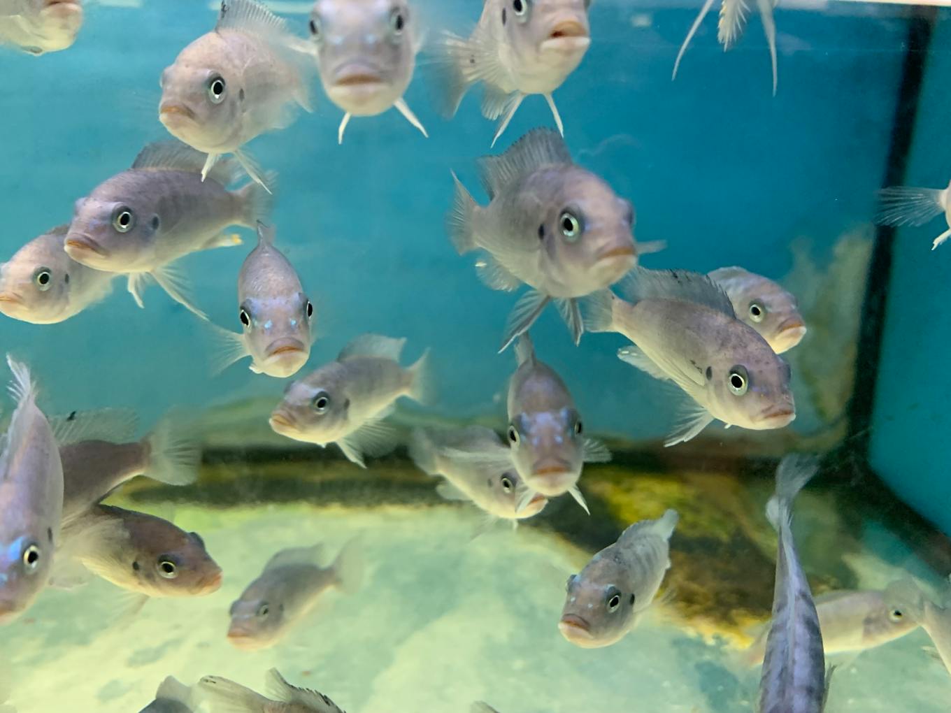 Fish crowd together in a tank with no enrichment in Singapore