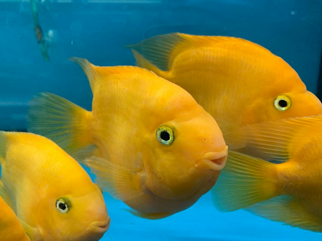 Fish have been known to have long-term memories, exhibit culture and build complex nests.