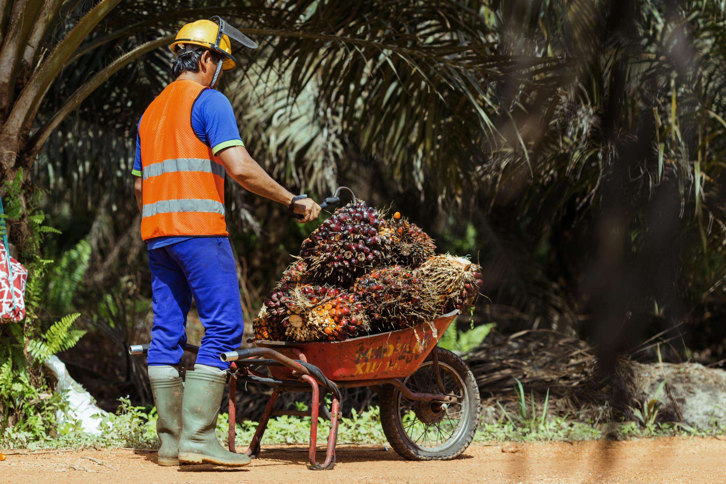 Harvesting the fruit of oil palms, as this man is doing in a plantation in Indonesia, is tiring and sometimes dangerous work