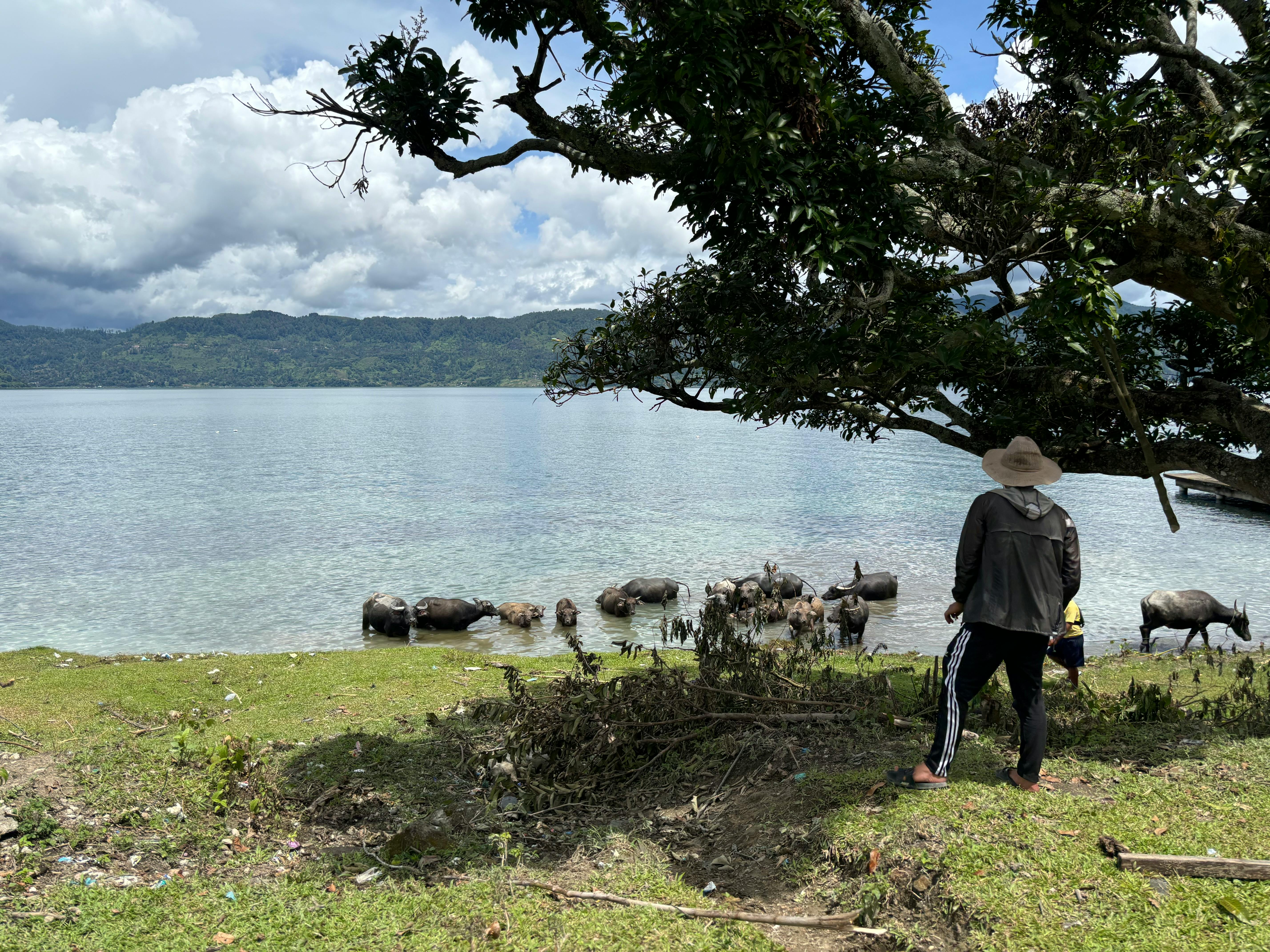 Cows bathing in Lake Toba, north Sumatra.