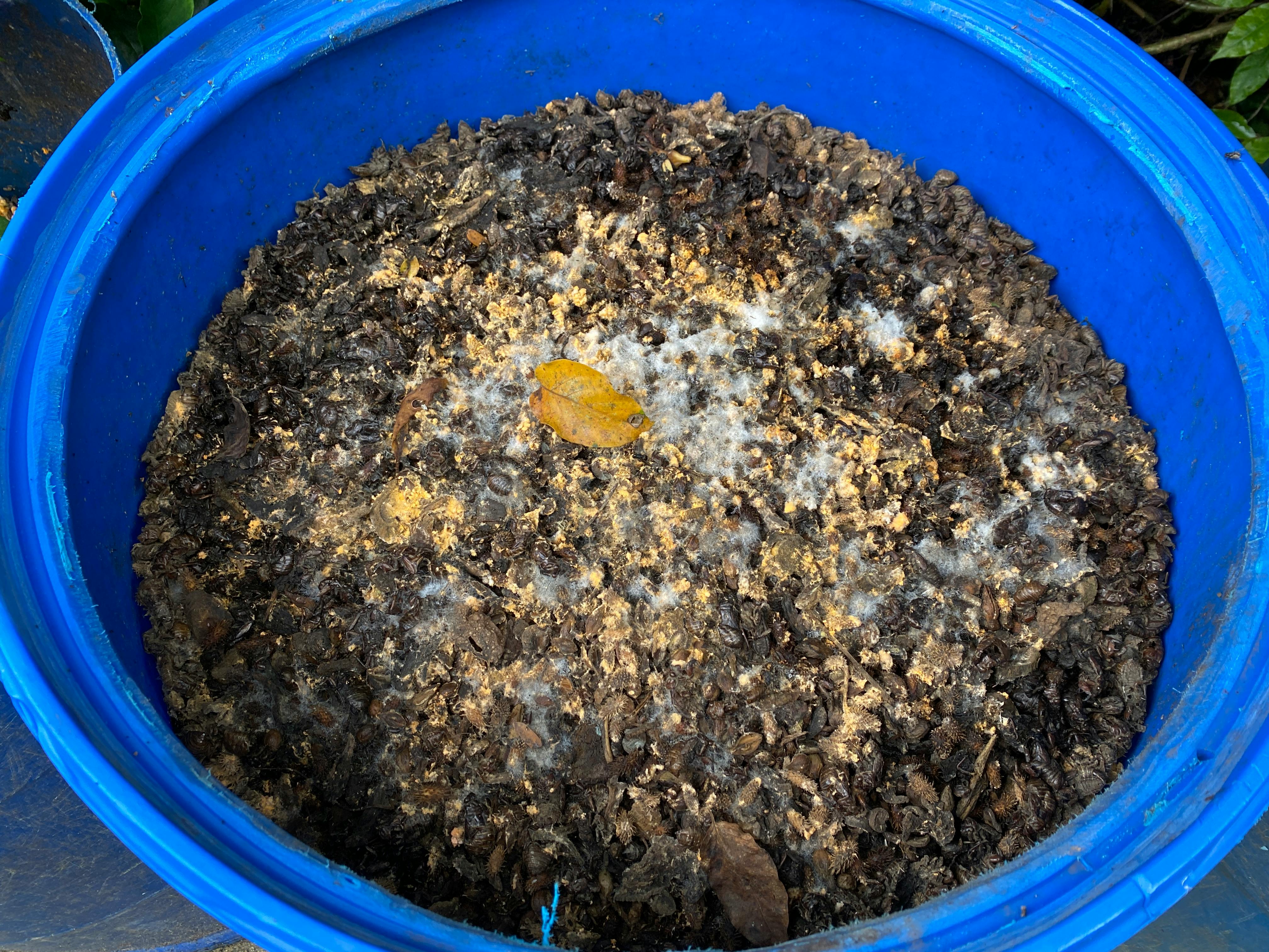 GCEF_Compost