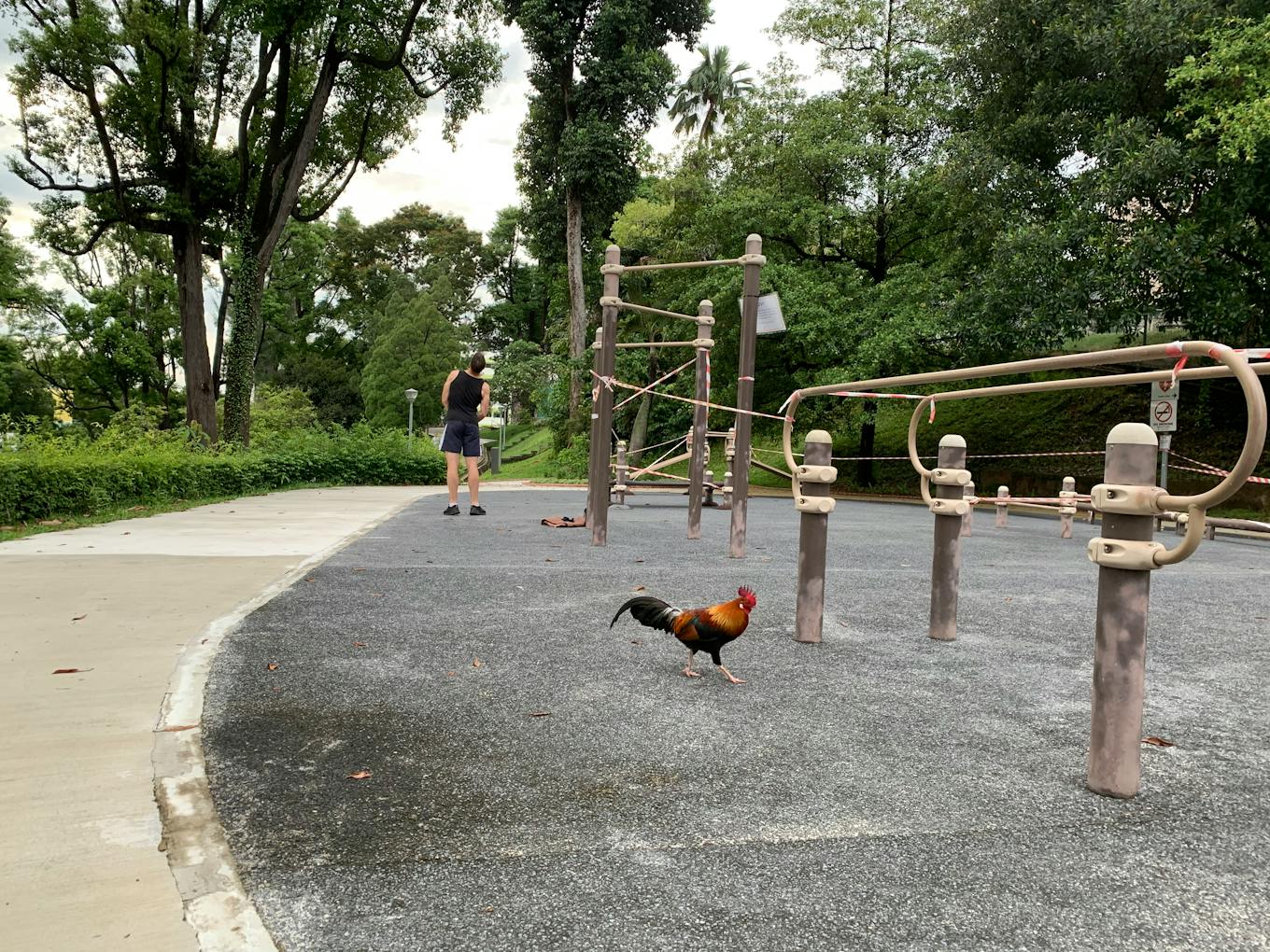 A jungle rooster in Pearl's City Park.