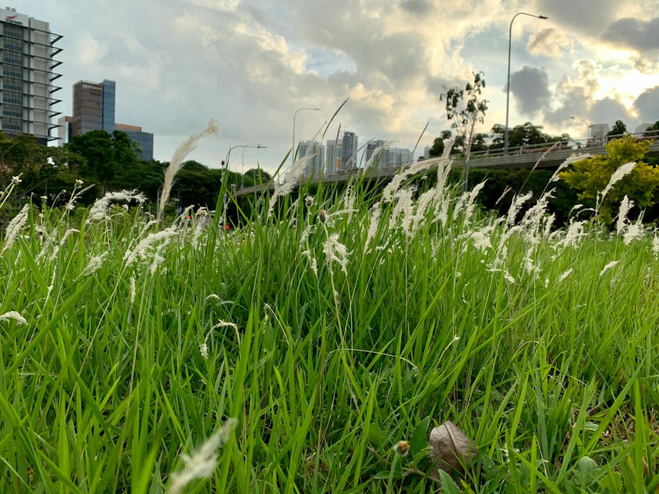 Lalang growing near an underpass in Tiong Bahru, Singapore. Image: Robin Hicks/Eco-Business