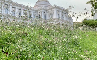 Wildflowers growing on the lawn outside the National Museum of Singapore, which is currently closed to the public. 
