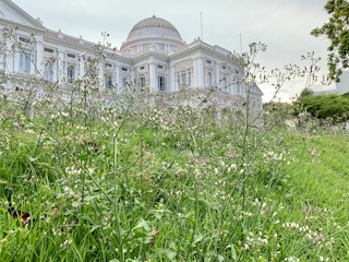 Wildflowers growing on the lawn outside the National Museum of Singapore, which is currently closed to the public. 