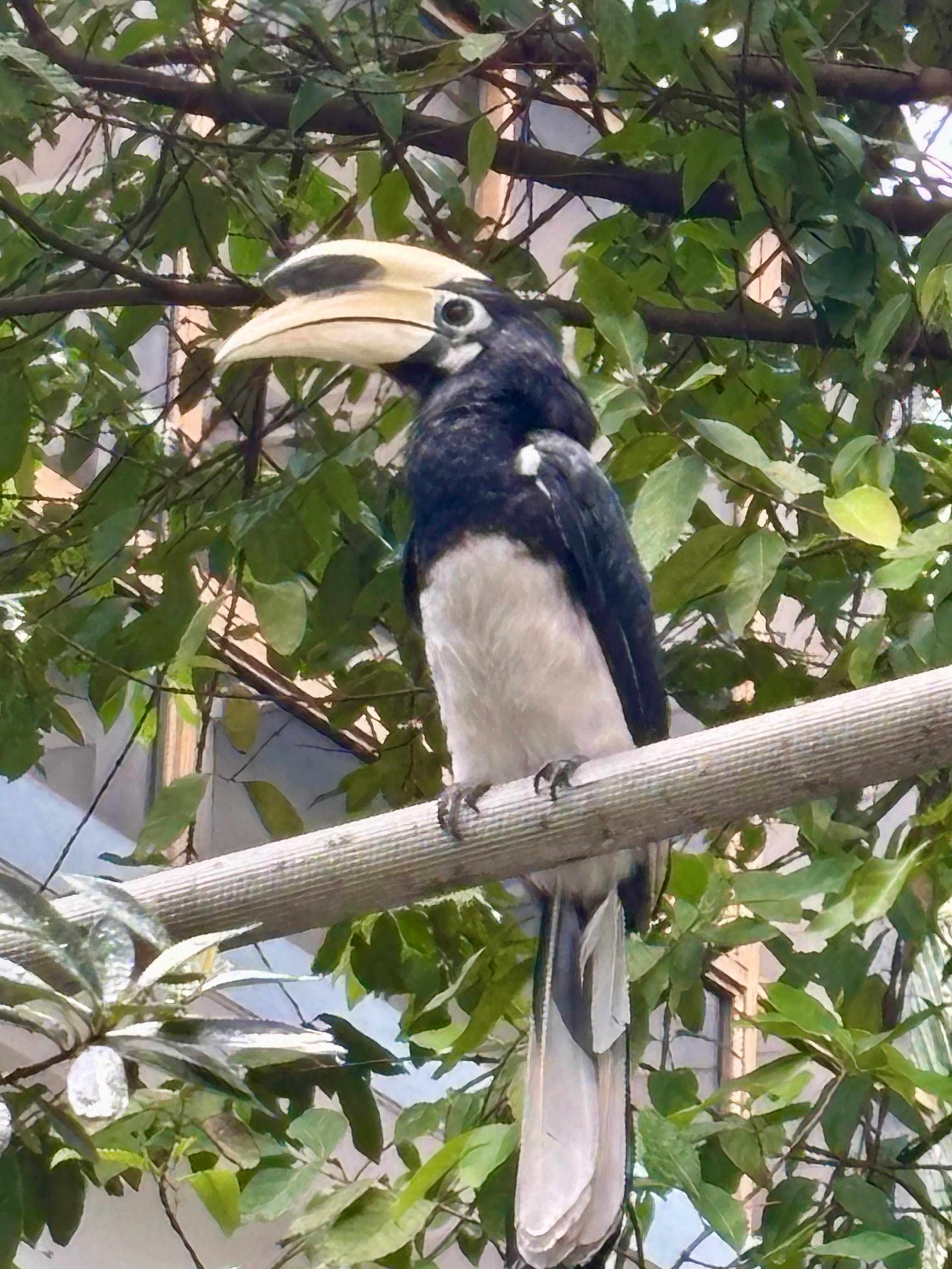 A pied-oriental hornbill, once extinct in Singapore