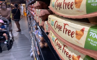 cage free eggs supermarket2