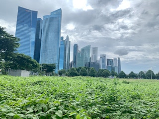 Singapore's central business district. Image: Robin Hicks/Eco-Business