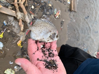 Dead fish killed by microplastic