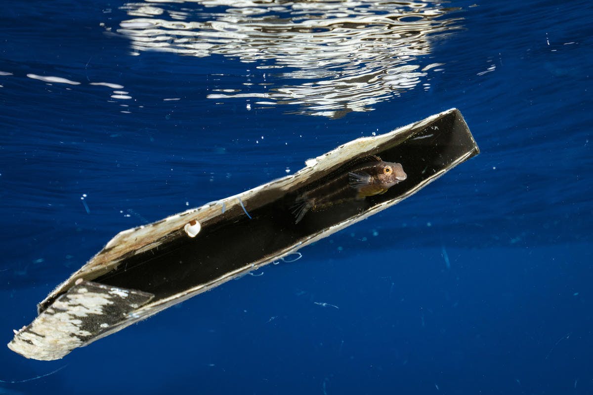 Fish in Great Pacific Garbage Patch