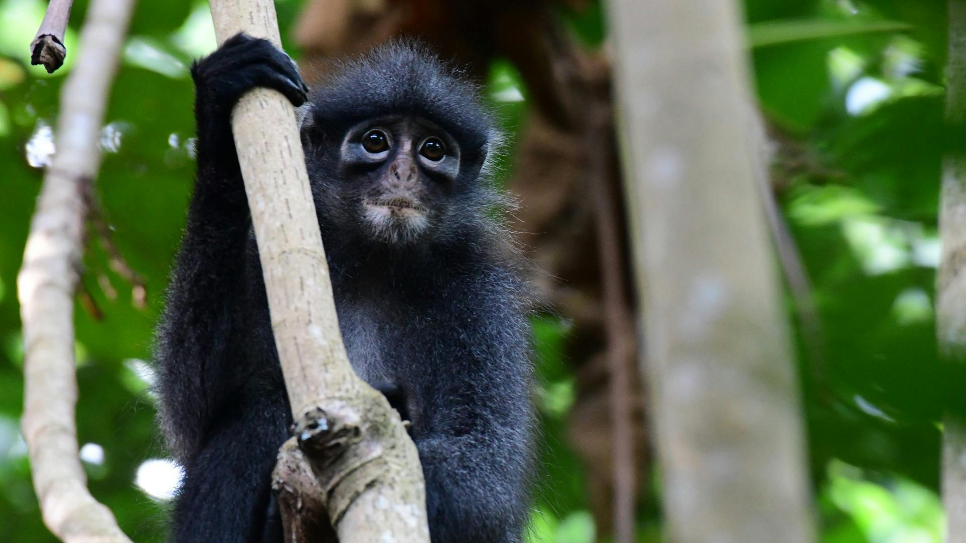 Raffles banded langur Andie Ang
