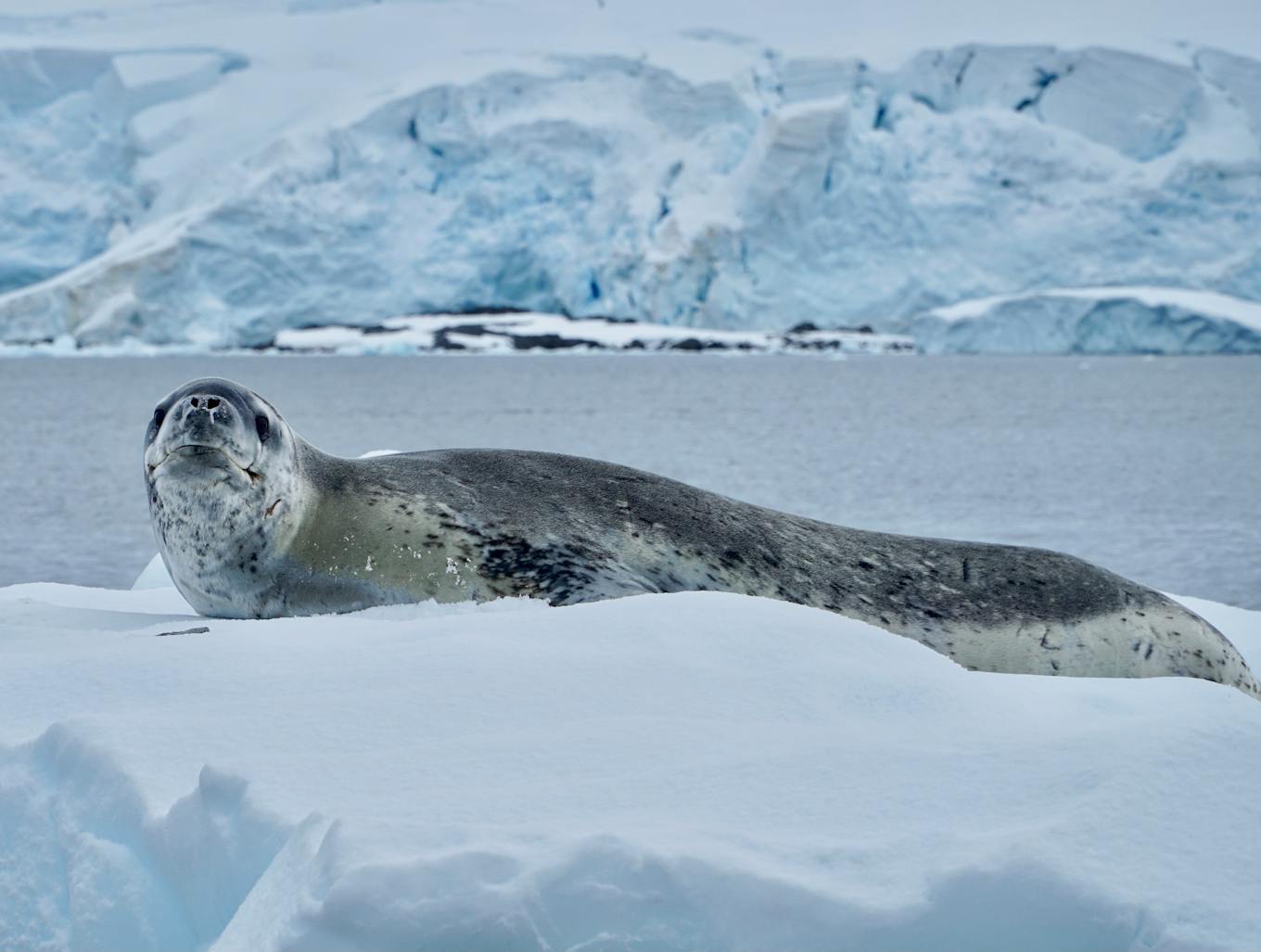 leopard seal in antarctica