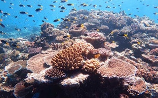 ocean biodiverisity 1