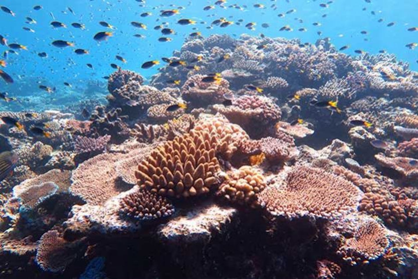 ocean biodiverisity 1