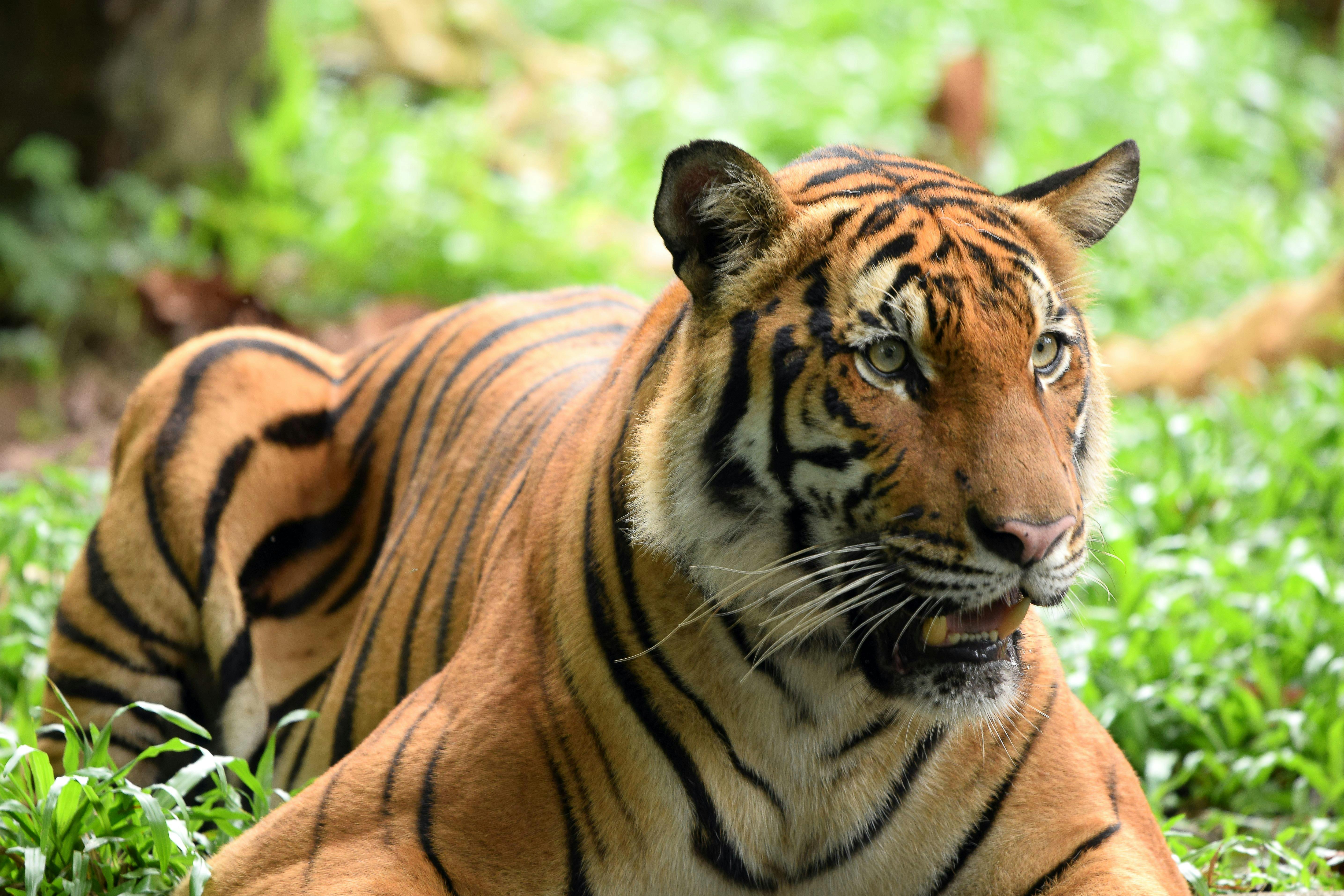 Malayan tiger wwf