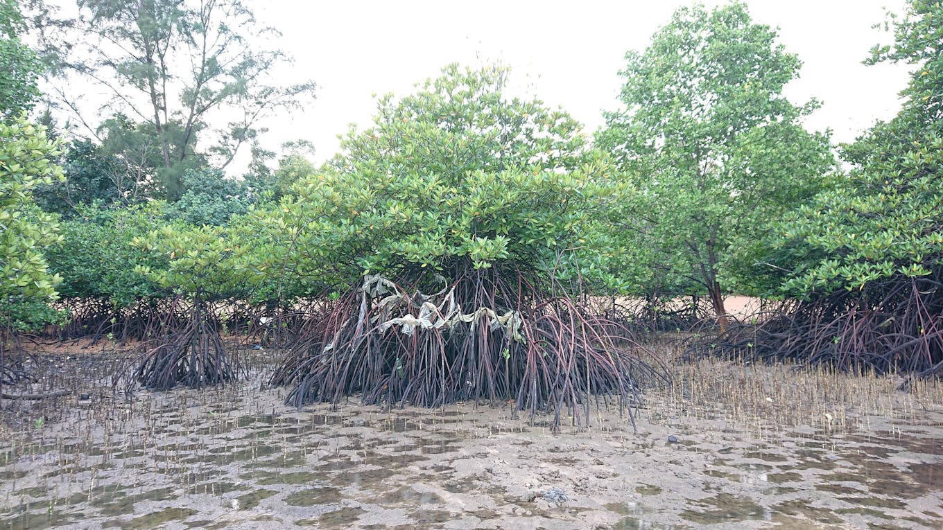Marine litter_mangrove forest_tropical marine science institute