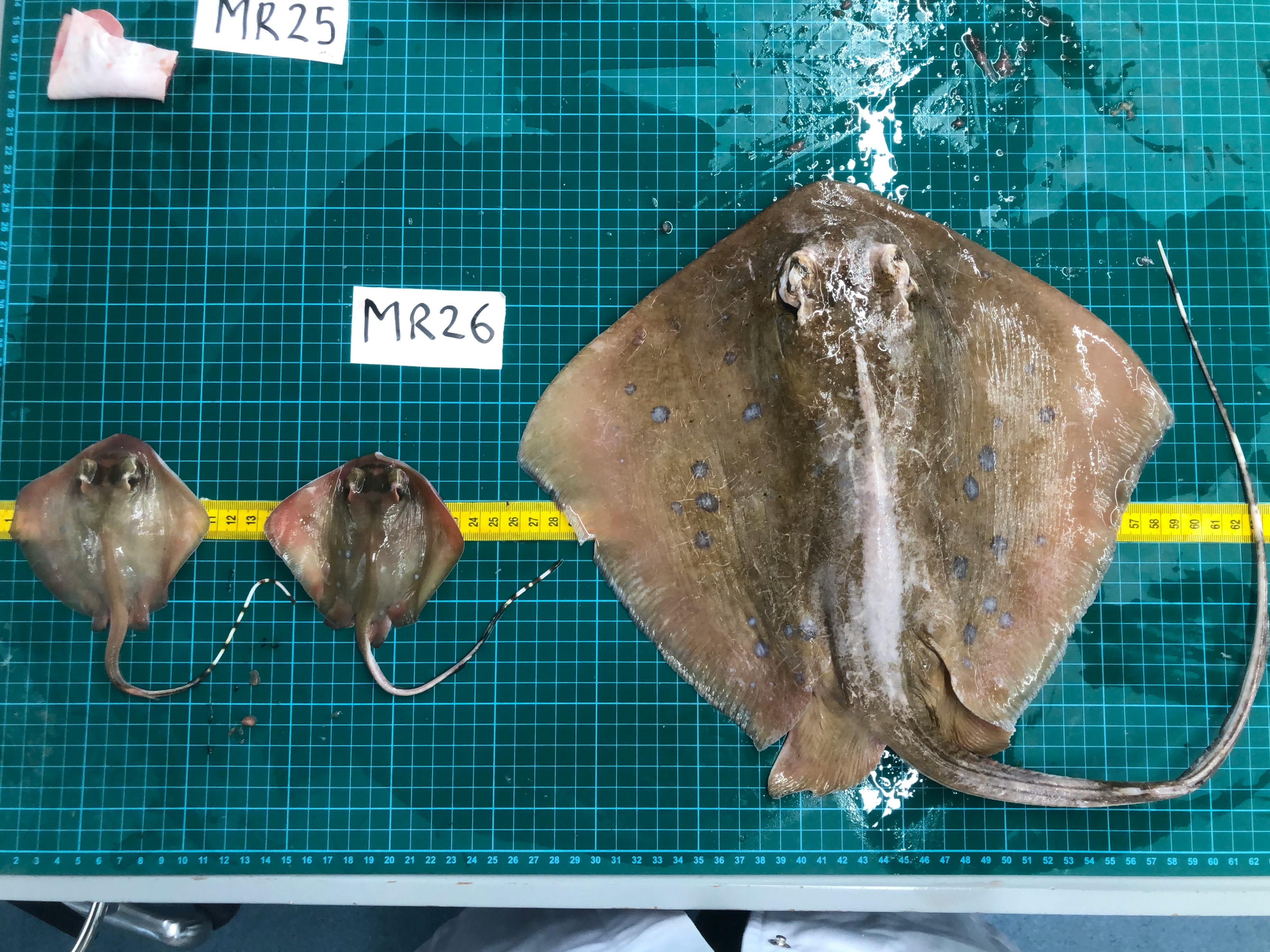 Mother blue-spotted maskray with her two babies