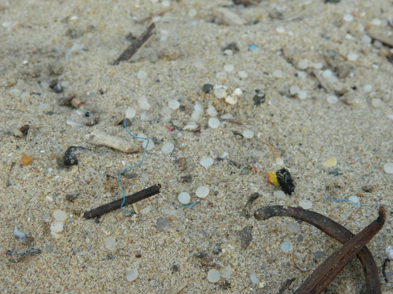 Plastic nurdle found on Colombo beach in the wake of sinking of X-Press vessel