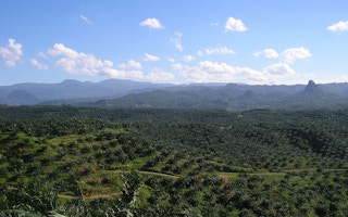 palm oil plantation in cigudeg