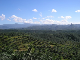 palm oil plantation in cigudeg
