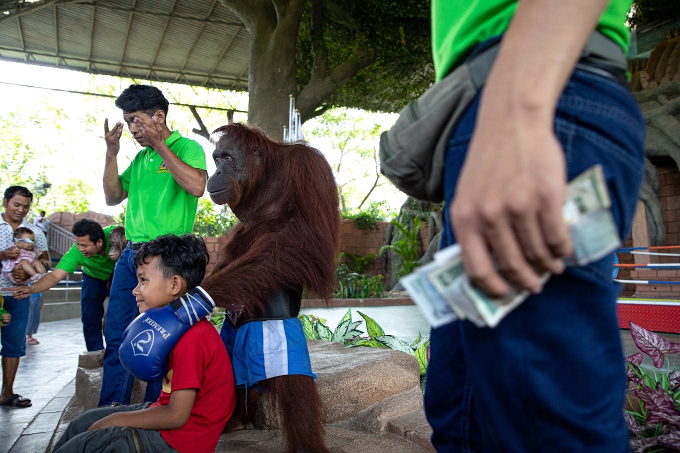 Orangutan at Safari World, Cambodia. Image: Aaron Gegoski