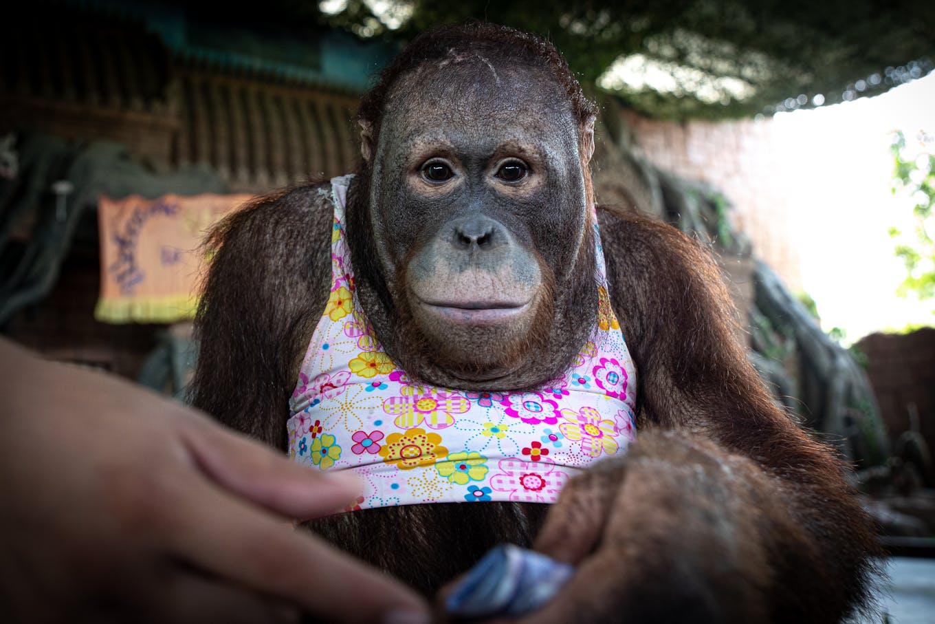 An orangutan at Safari World in Cambodia. Image: Aaron Gegoski