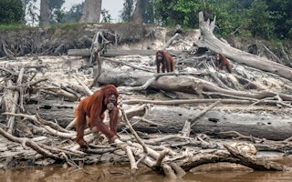 Bornean orangutans habitat loss