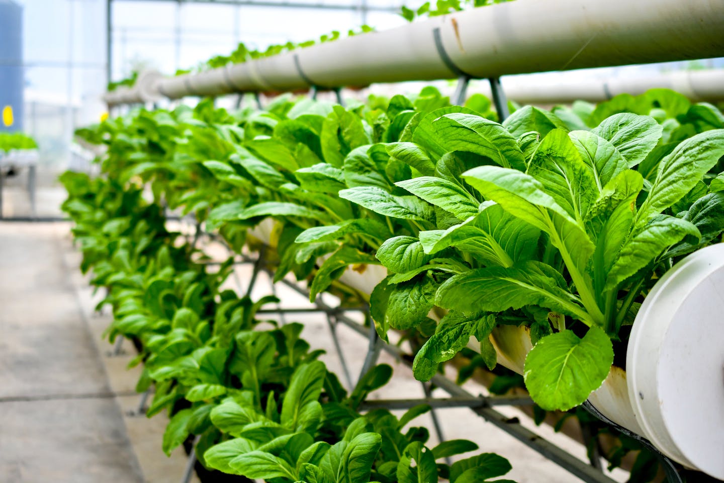 Vertical Farms Underserved When It Comes To New Seed Varieties News Eco Business Asia Pacific