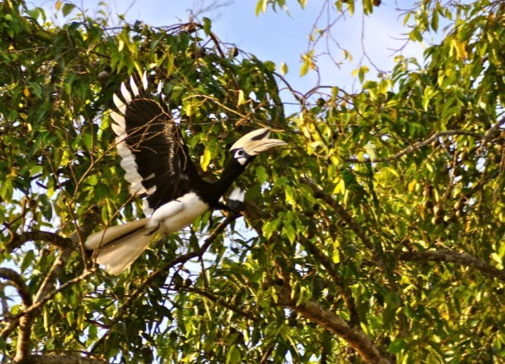 Oriental pied hornill in Pulau Ubin, Singapore