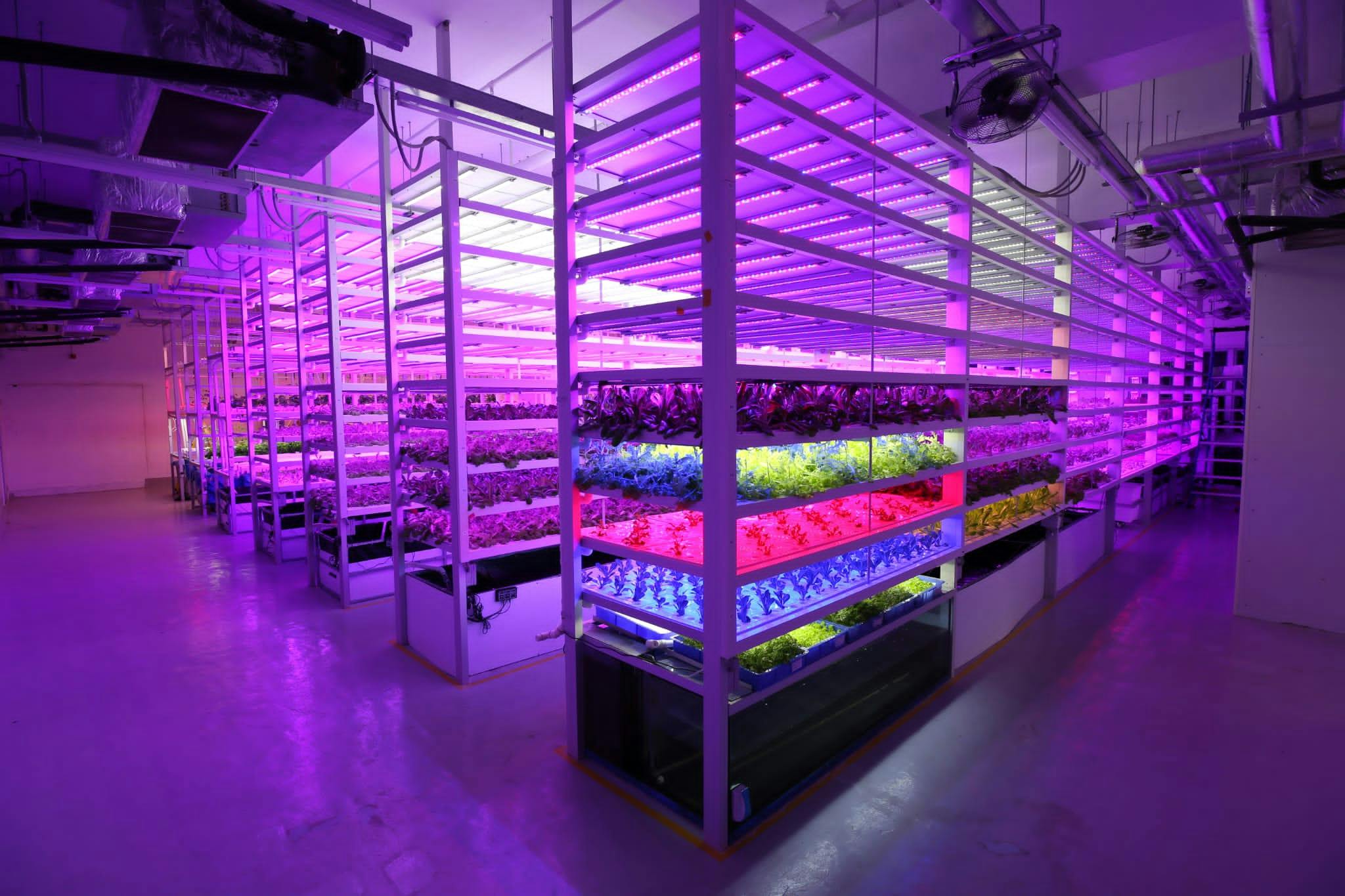 A vertical farm at Farm66
