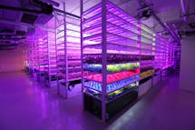 Can indoor farms help Hong Kong reduce its reliance on imported vegetables?