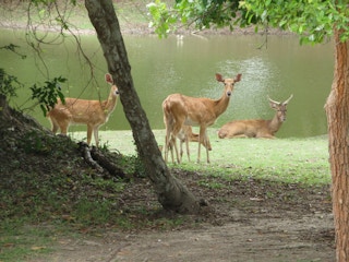 Released Elds deer at Main Lake in the Phnom Tamao forest