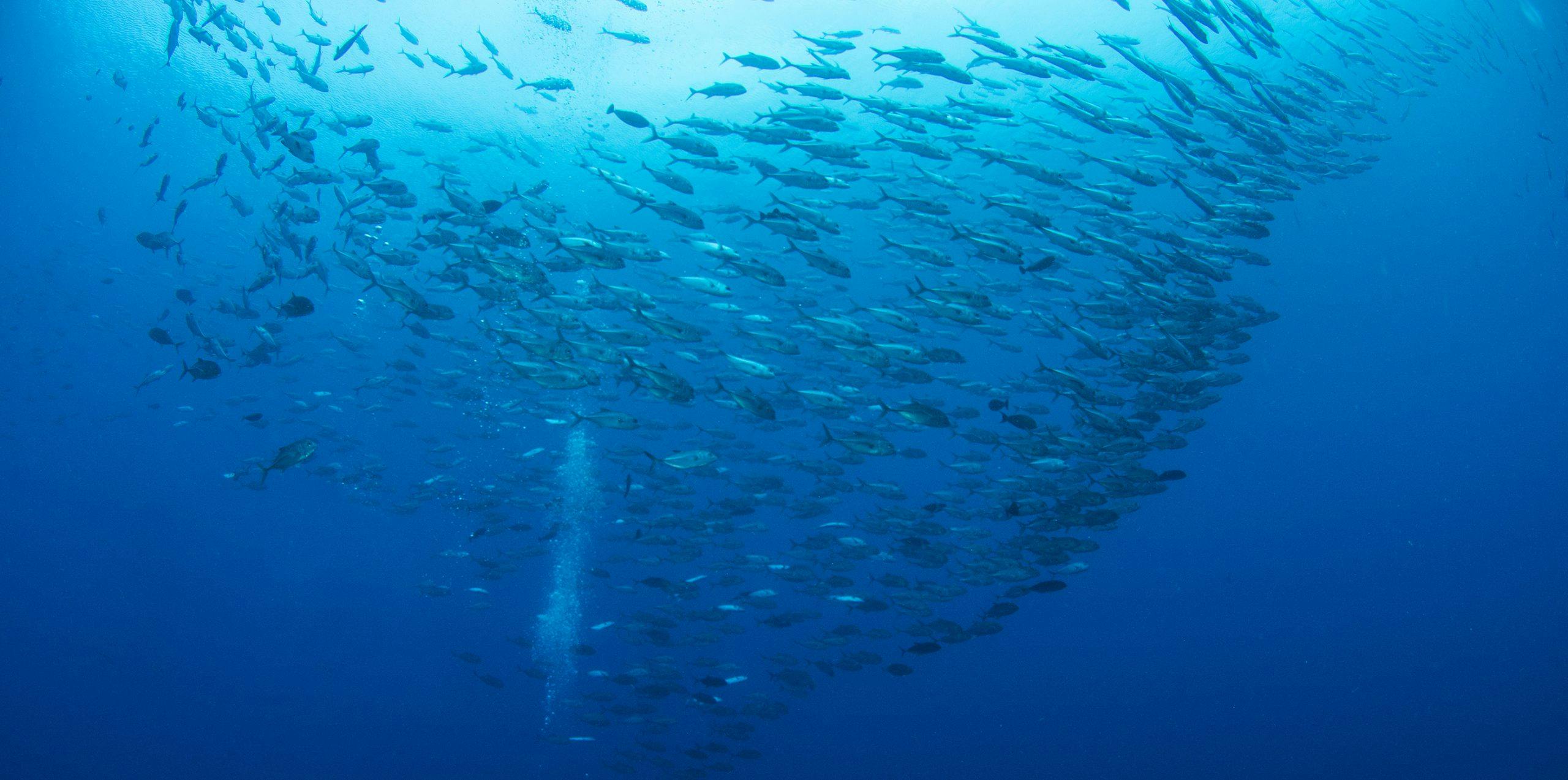 Palau_marine sanctuary_fish