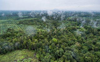 Palm oil plantation Kalimantan Indonesia