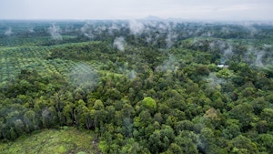 Palm oil plantation Kalimantan Indonesia