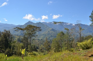 Papua New Guinea highland forests