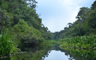 Peat swamp forest