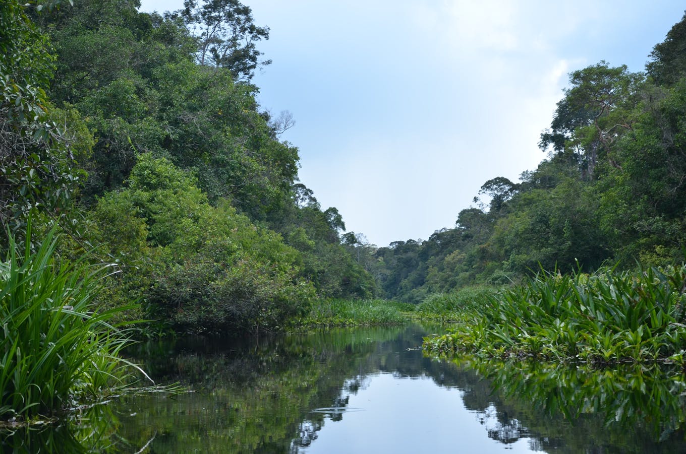 Peat swamp forest
