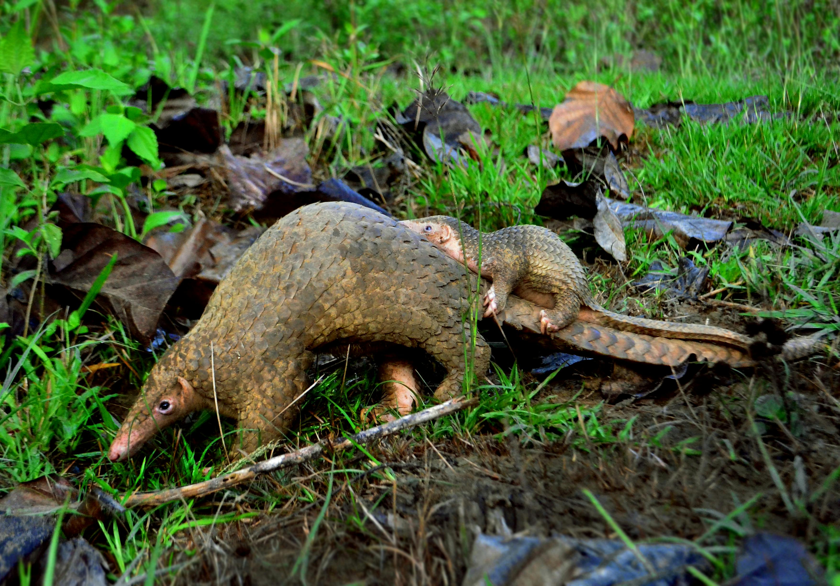 Palawan_Pangolin_Baby