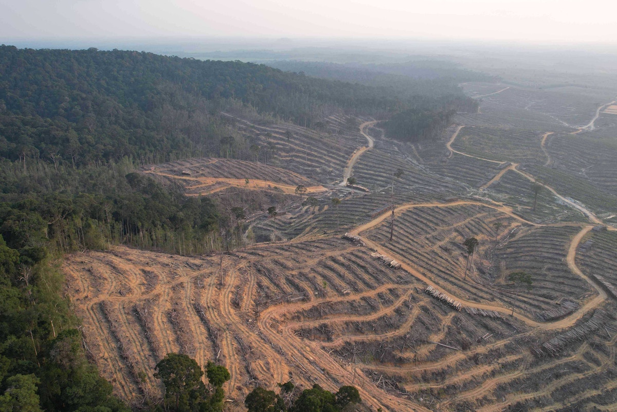 Spike in deforestation in Indonesian protected area linked to shadowy firms based in tax havens