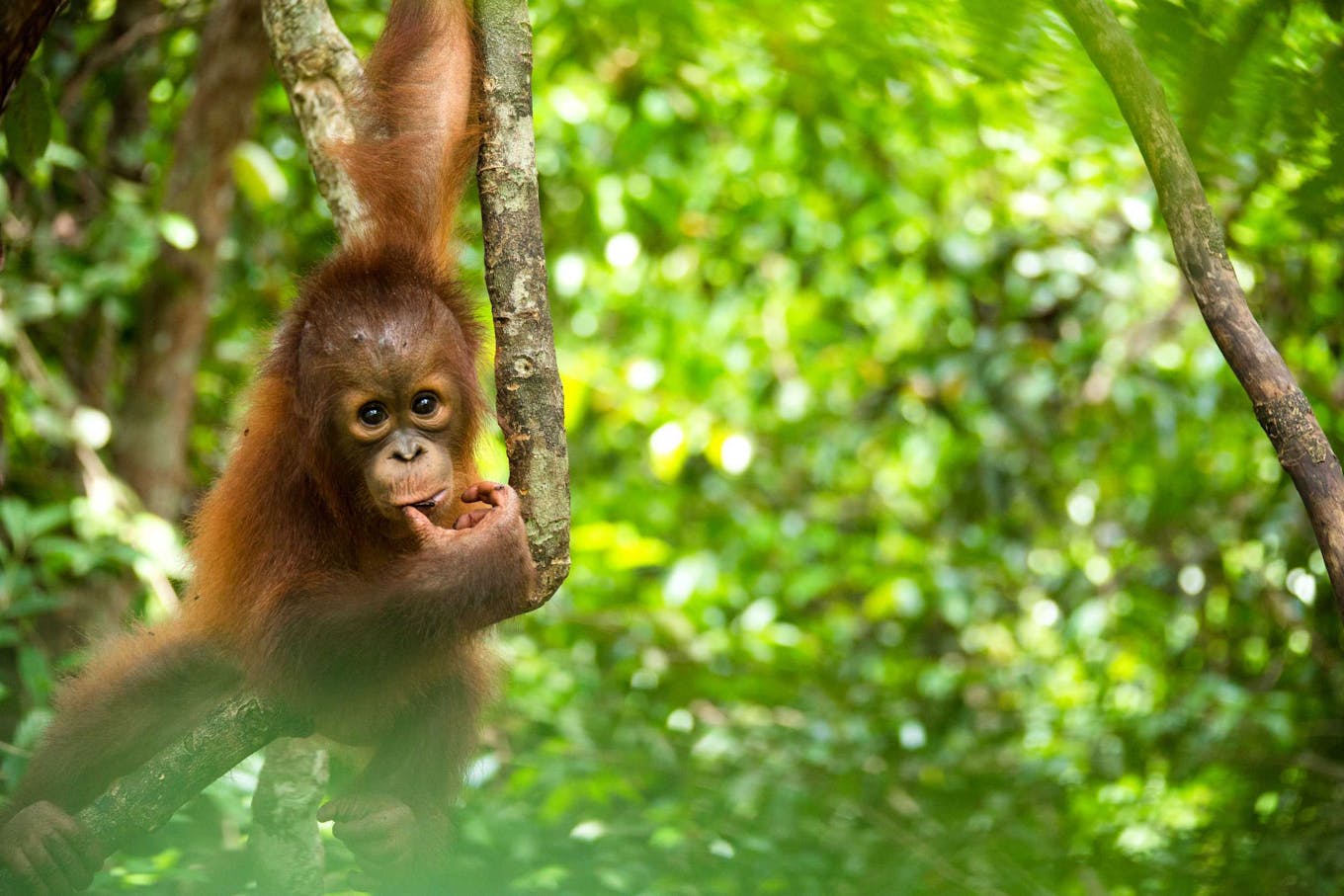 orangutan PT