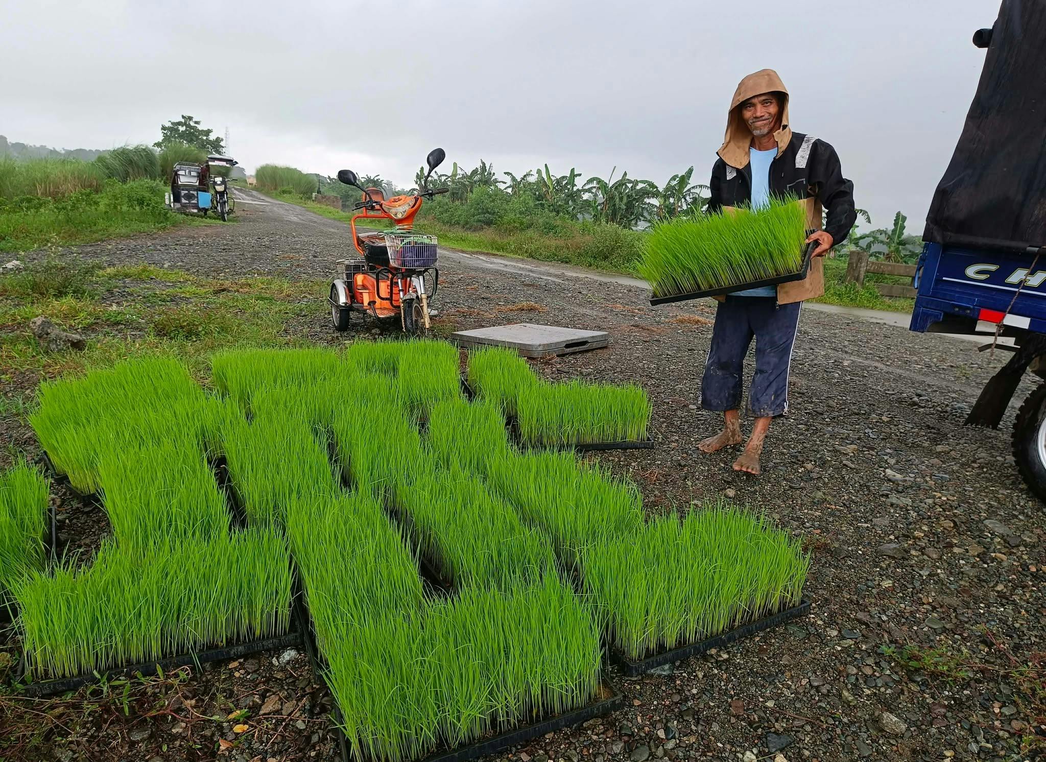 SRI rice
